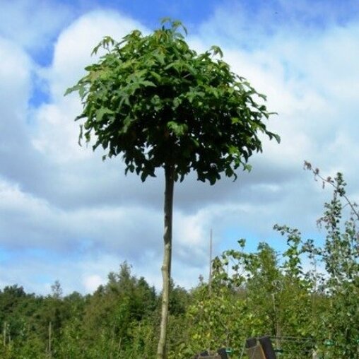 Bol amberboom (Liquidambar styraciflua ‘Autumn Color Globe’)